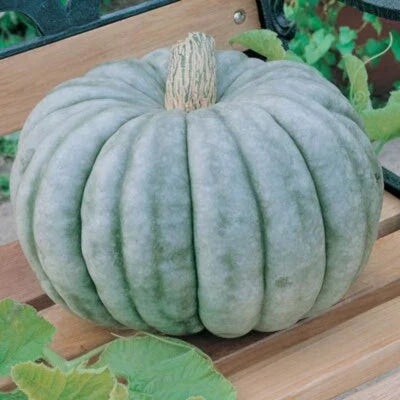 Blue Jarrahdale Pumpkin Jarradale Queensland Cinderella Doll Heirloom Non Gmo Flower vegetable seeds Home for kitchen garden planting