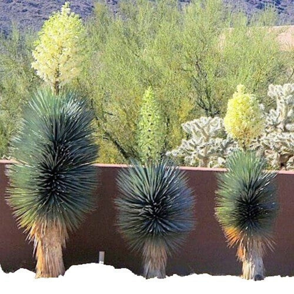Our Lords Candle Chaparral Whipplei Yucca