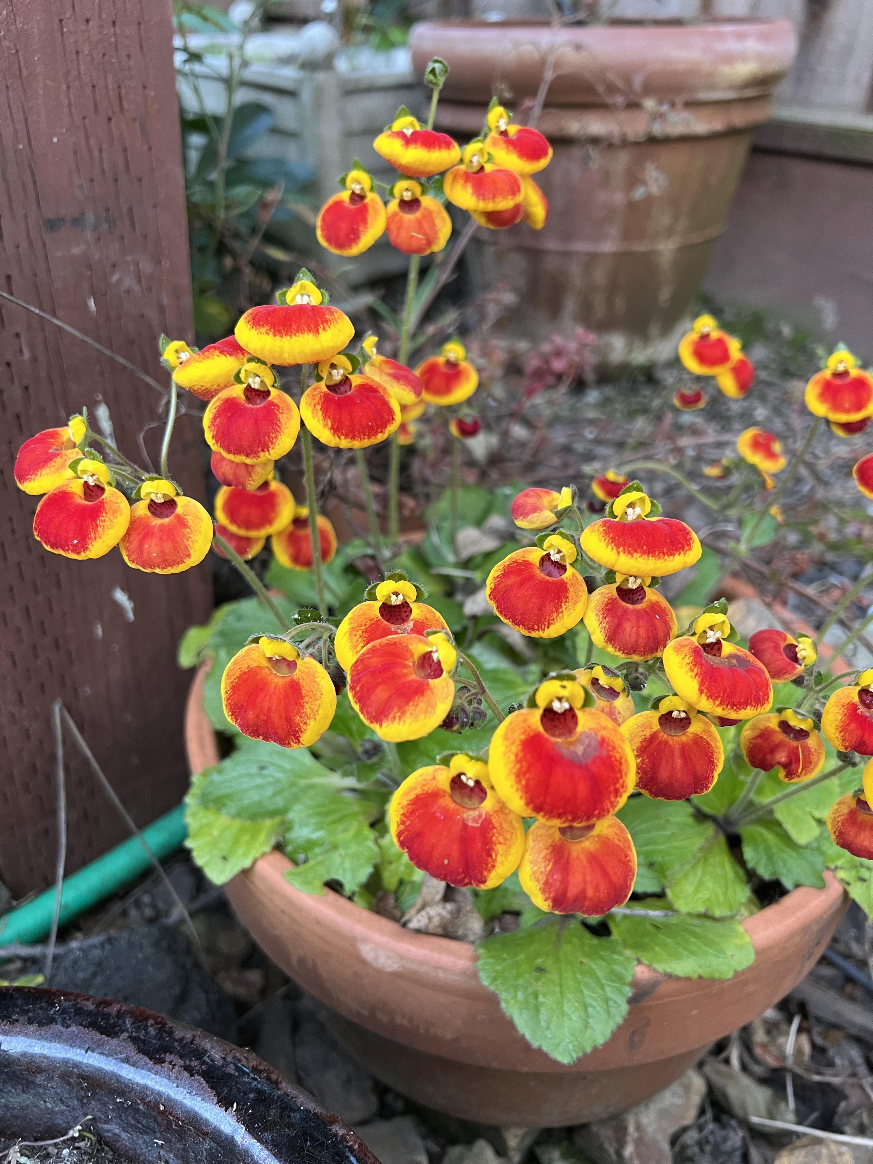 Calceolaria Flower Seeds
