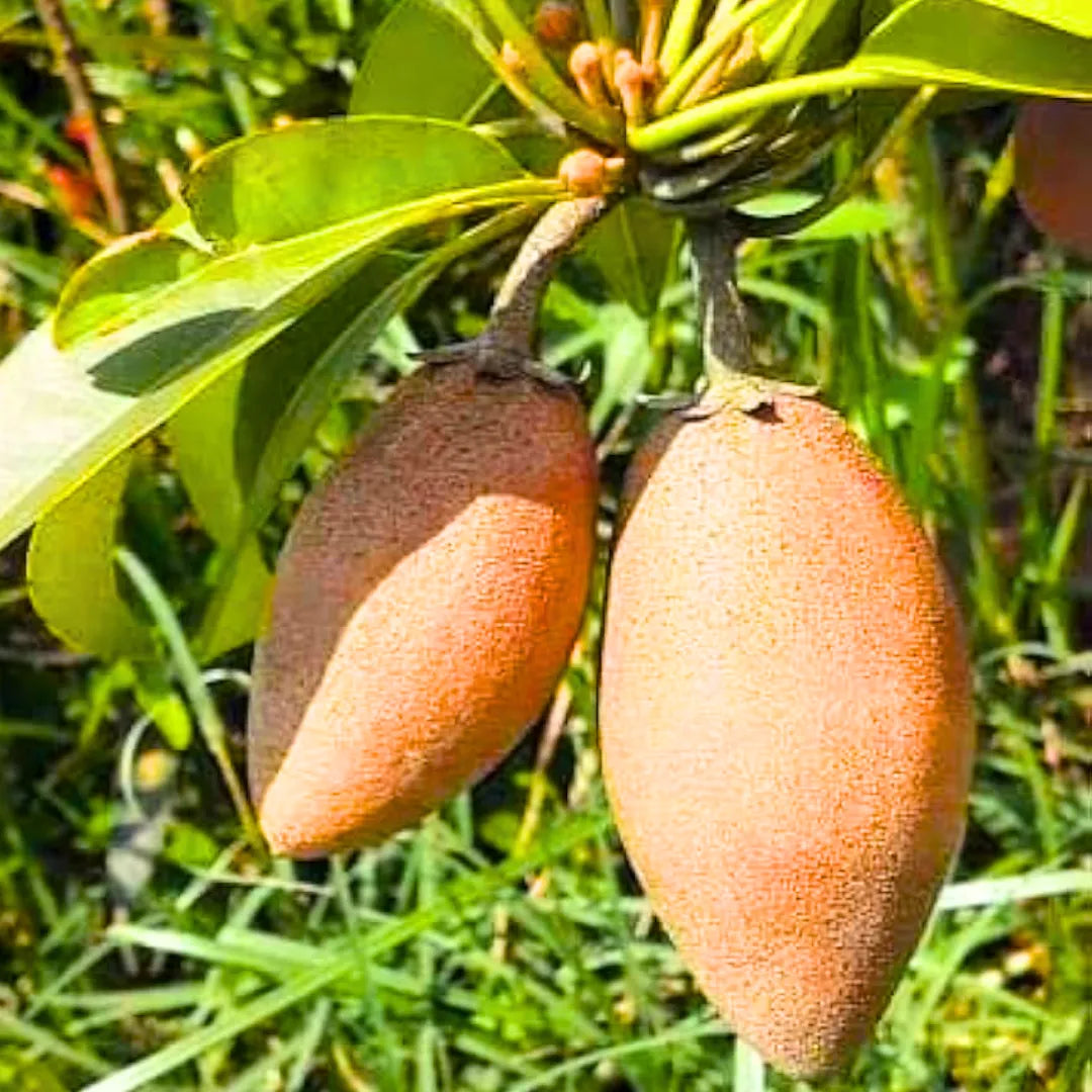 sapodilla manilkara zapota fruit Seeds