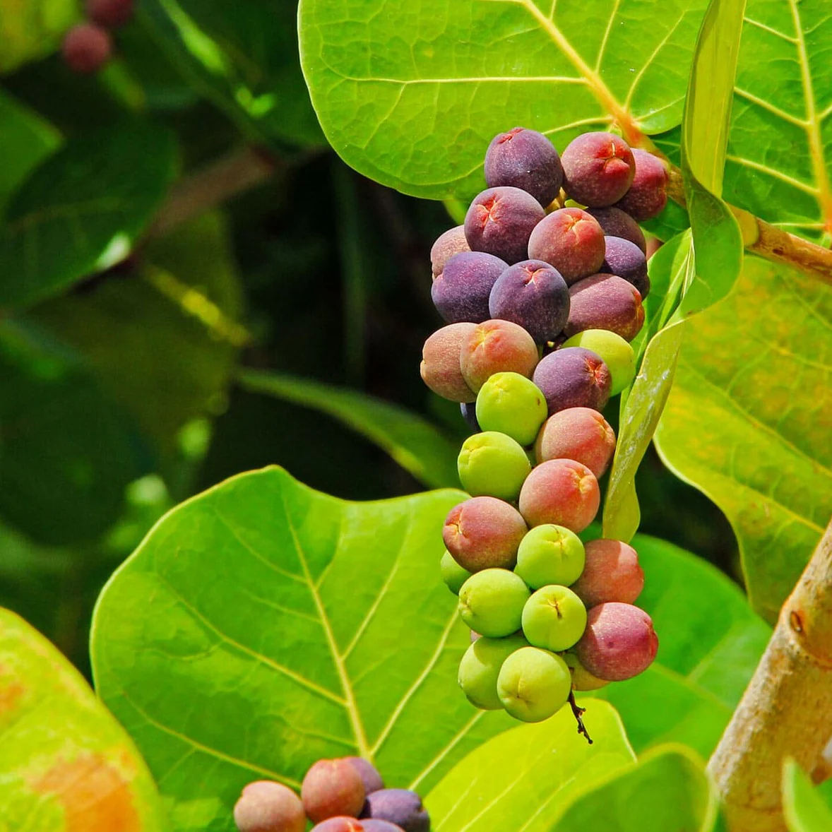 Seagrape Fruit Rare Sweet And Juicy Ideal For Coastal Gardens For Sustainable Orchard Fruit Seeds