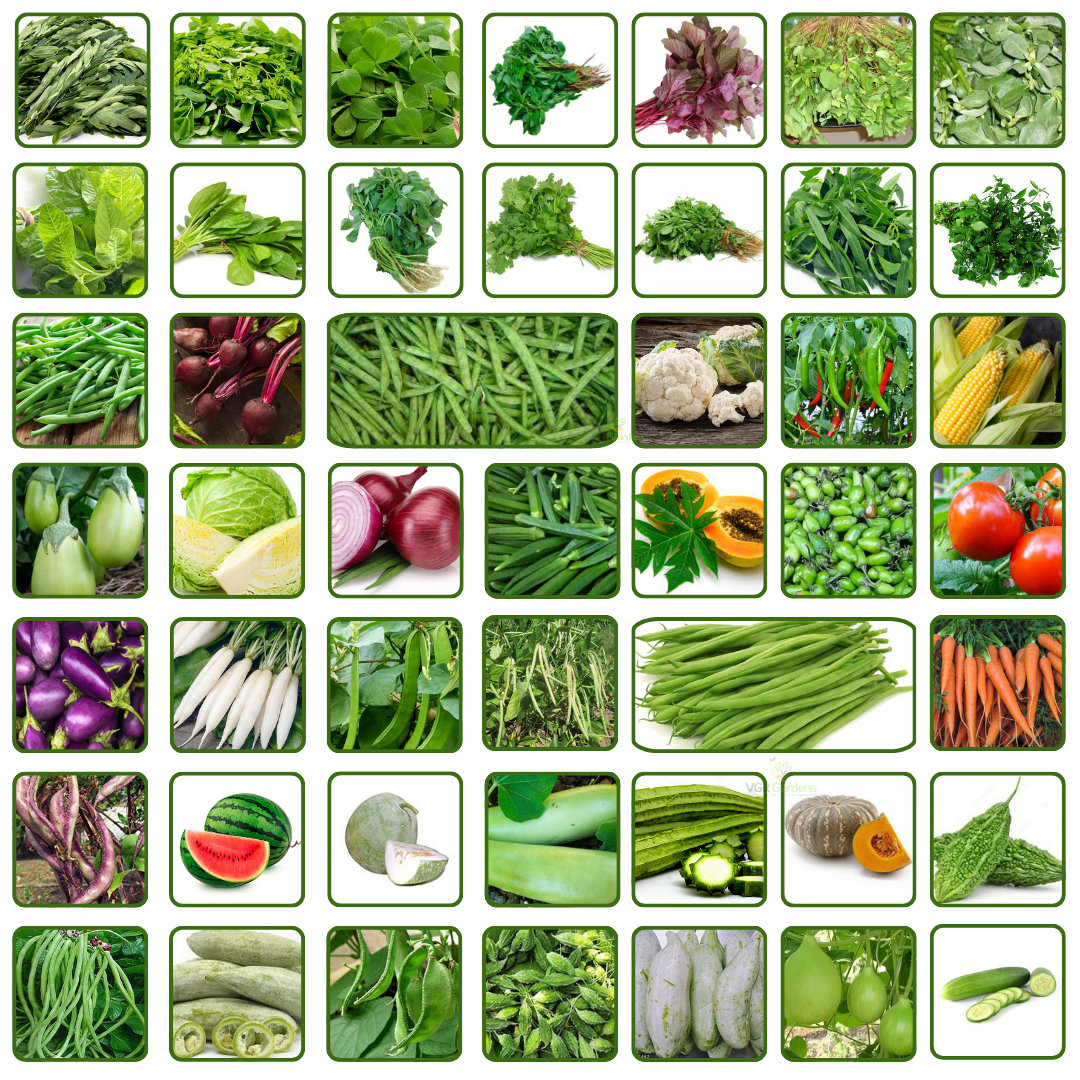 Lot Of Vegetable Flower Non Gmo Heirloom Planting Balanced Garden Flower vegetable seeds Home Garden for kitchen garden planting