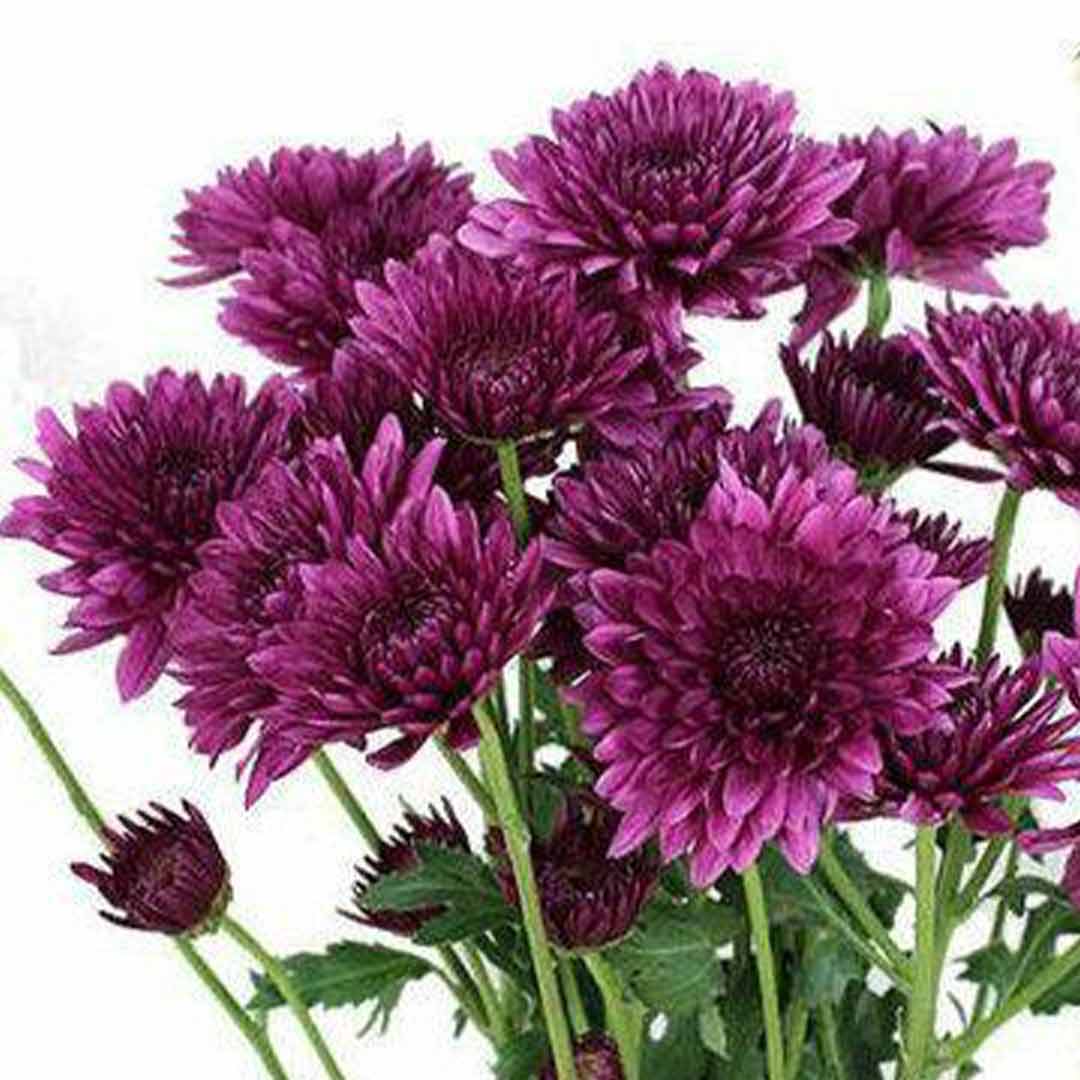 Purple Dark Chrysanthemum Flower Seeds - Heirloom Non GMO High Germination Premium Garden Seeds for Planting