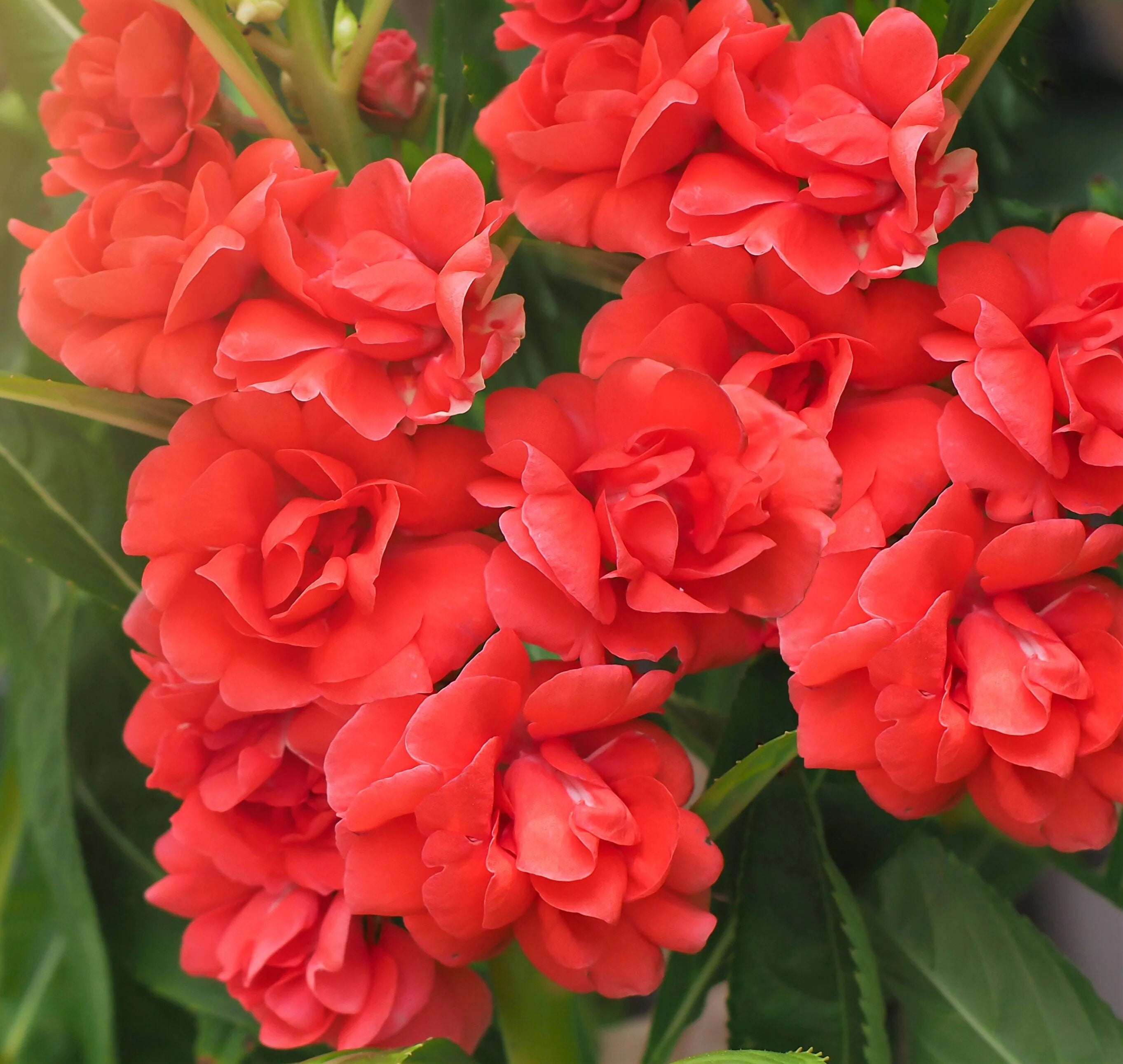 Red Balsam Flower Seeds