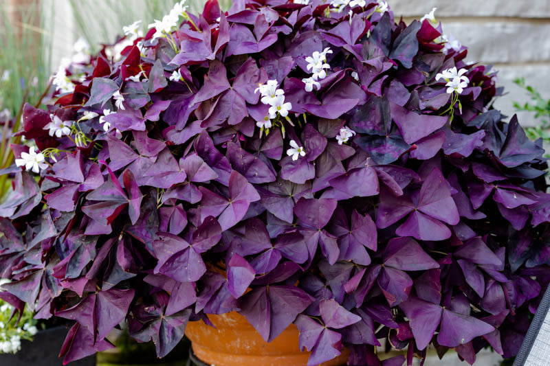 Purple Oxalis Flower Seeds Perennial – Exotic Flowering Plants for Vibrant Backyard Beauty