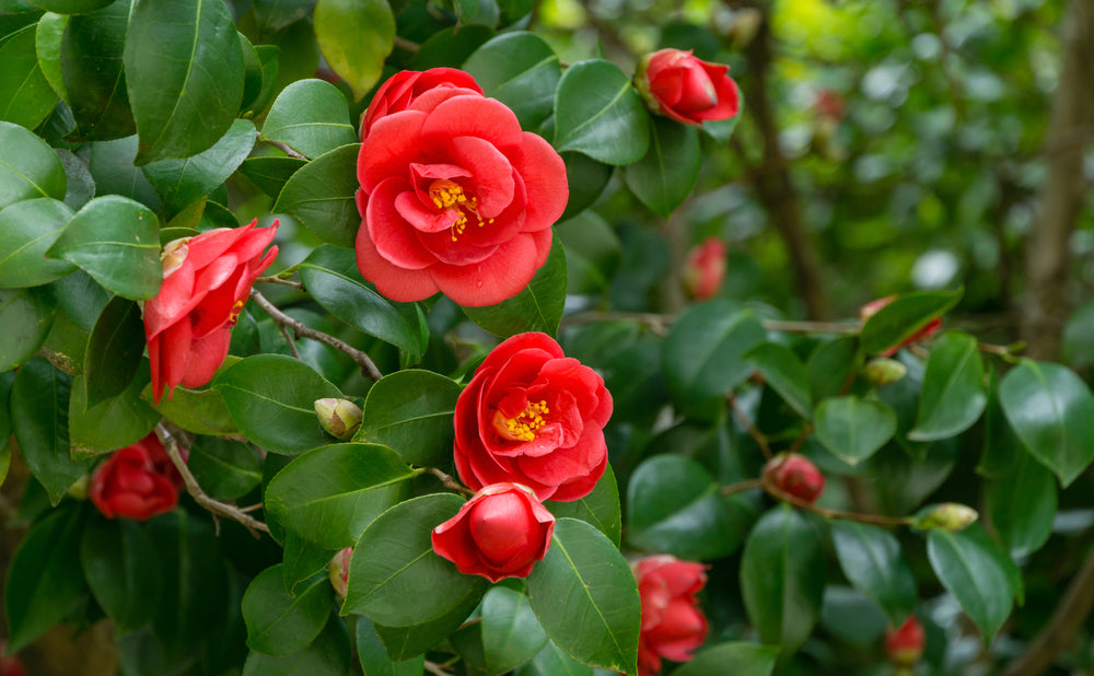 Pink Camellia Flower Seeds Easy Grow Blossoms for Pots and Backyard Spaces - Heirloom Non GMO High Germination Organic G