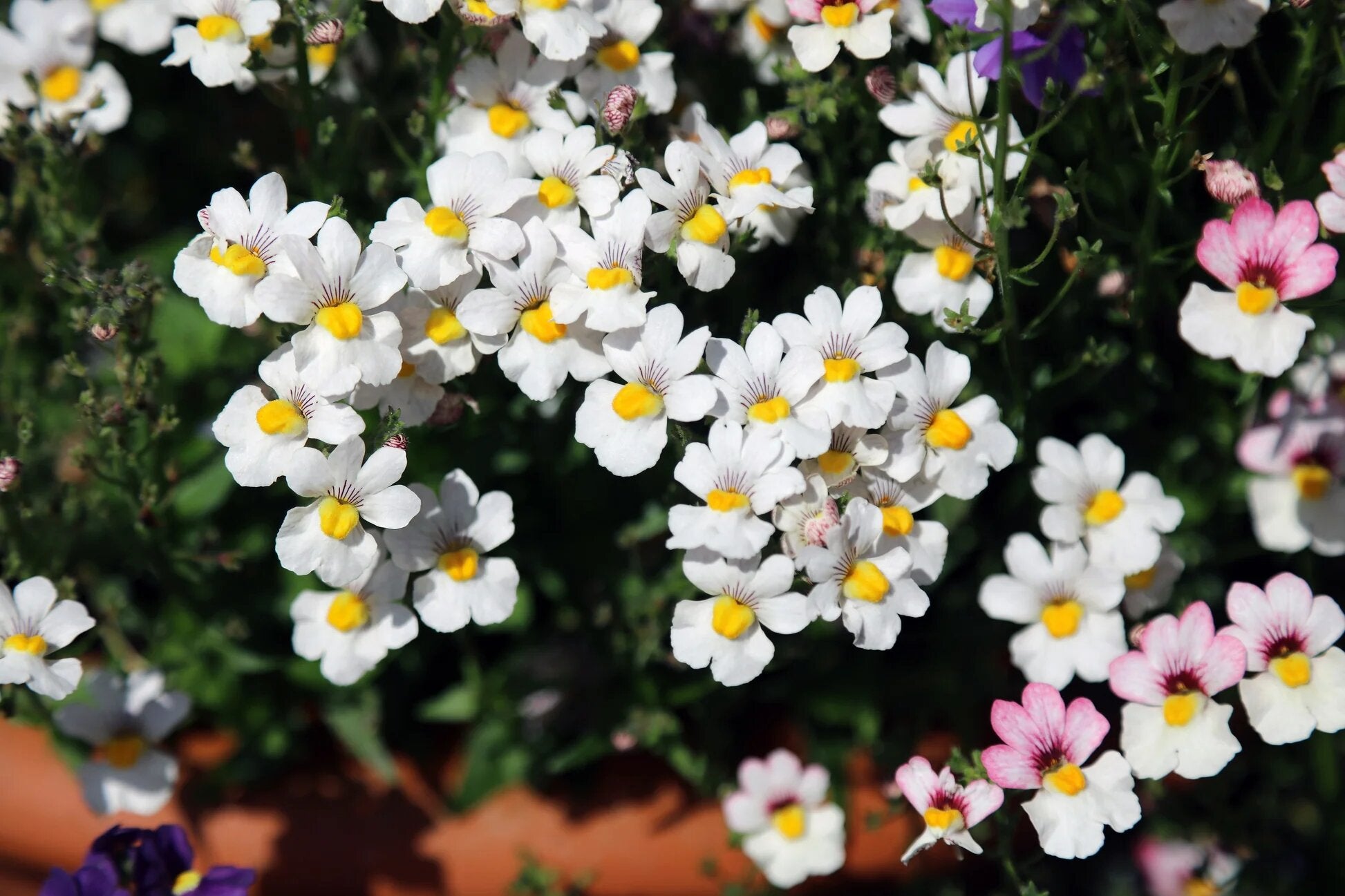 White Nemesia Flower Seeds – Heirloom Non GMO High Germination Seeds