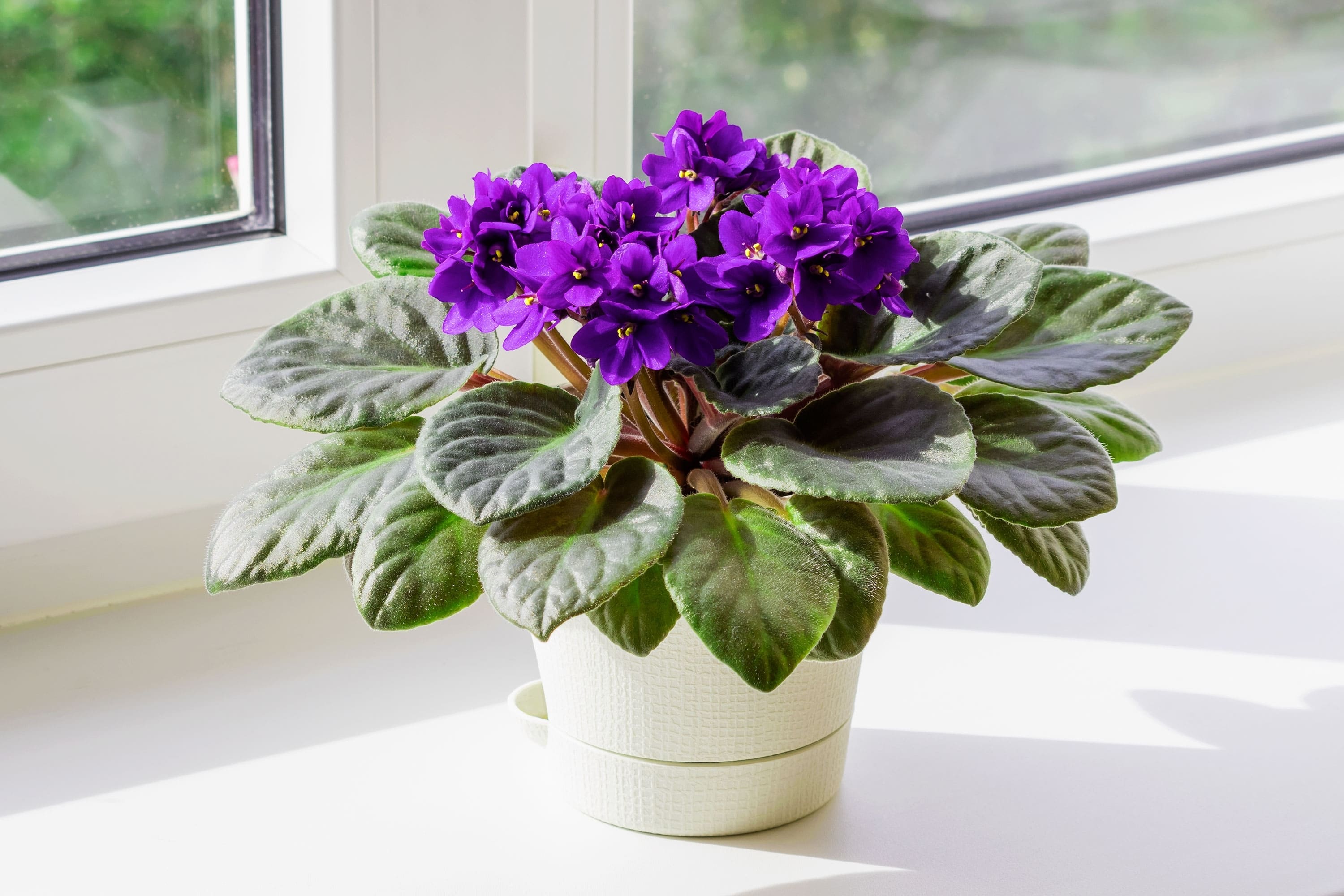 Purple Dark Saintpaulia Flower Seeds - Heirloom Non GMO High Germination Premium Garden Seeds for Planting