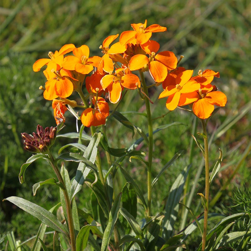 Orange Cheiranthus Allionii Flower Seeds
