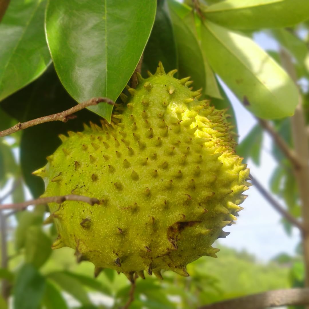 Mixed Soursop Tropical Fruit Seeds