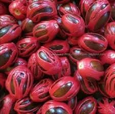 Sri Lanka Nut Fruit Growing Hardy And Nutritious Tropical Trees Fruit Seeds