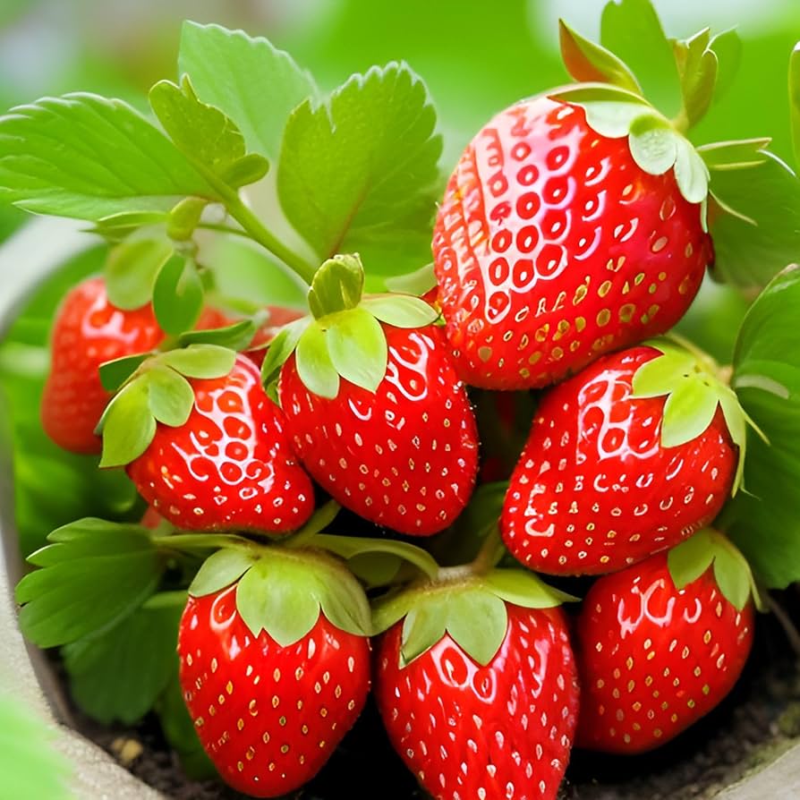 strawberry fragaria x ananassa red giant seeds