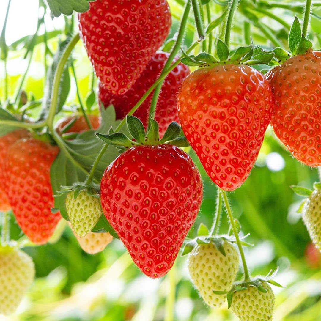 strawberry fragaria x ananassa fruit collection seeds
