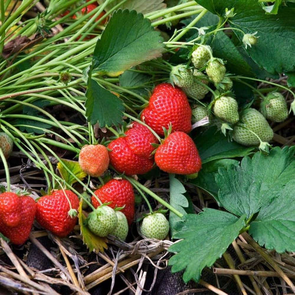 strawberry fragaria x ananassa sarian f seeds