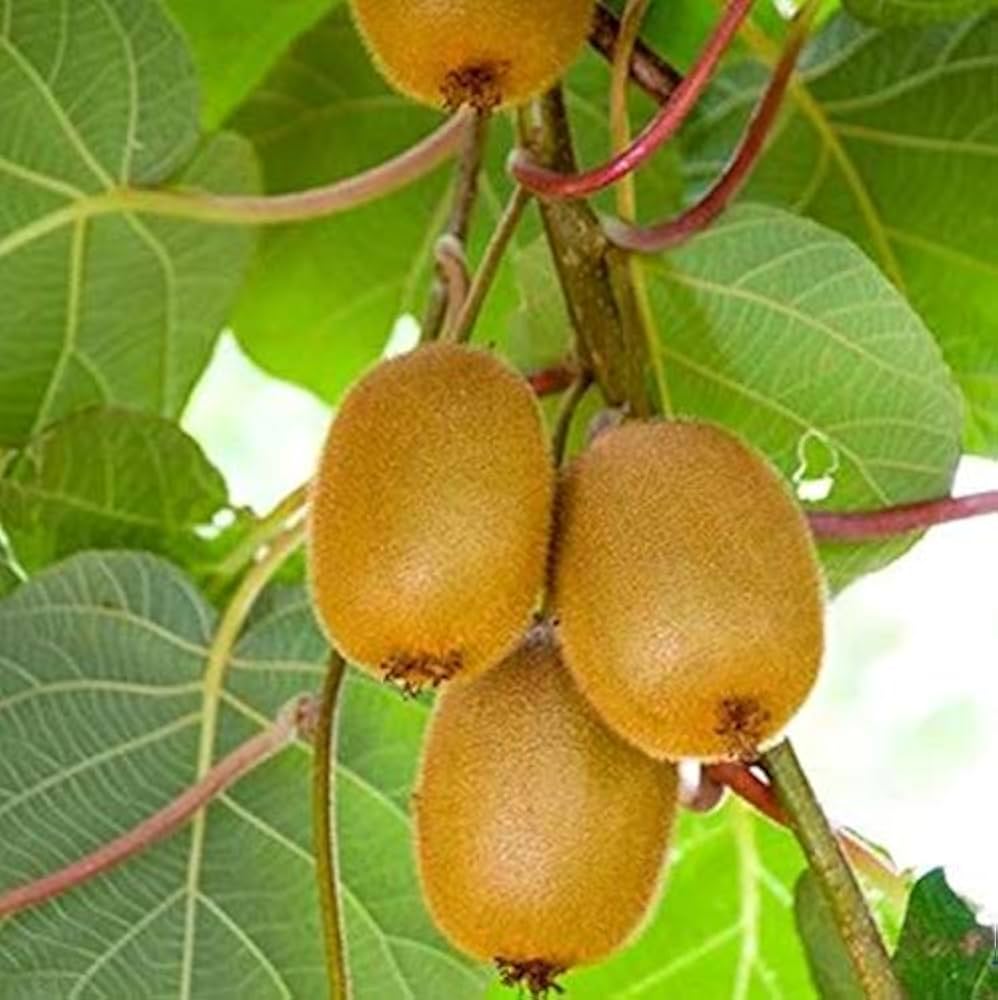 sungold golden kiwi rare exotic delicious florida grown high organic Fruit Seeds organic garden seeds