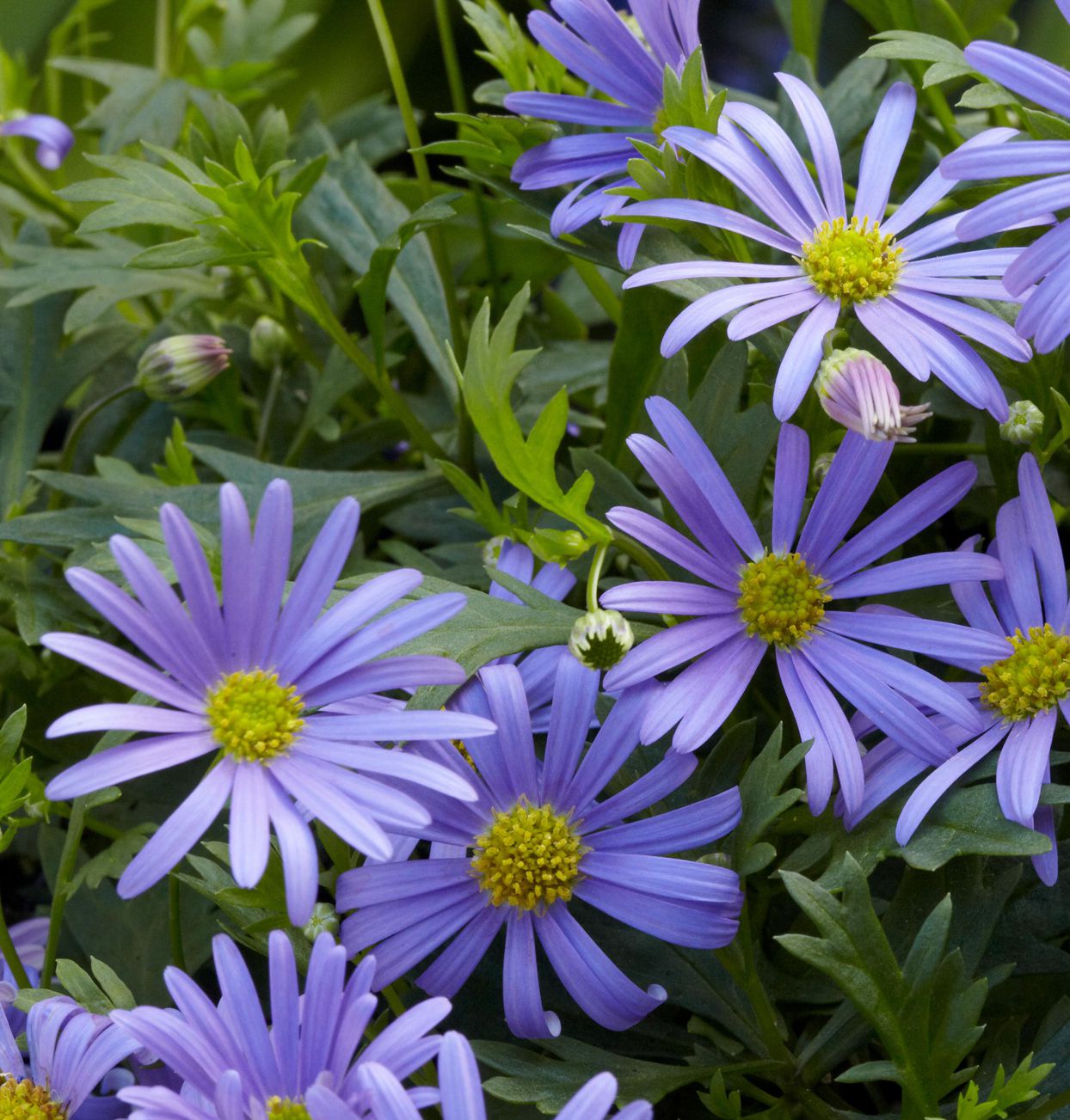 Violet Daisy Brachyscome Flower Seeds