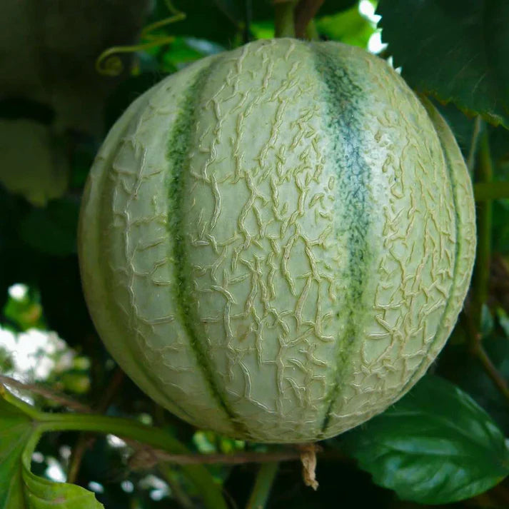 Cantaloupe Mixed Colour Fruit Seeds