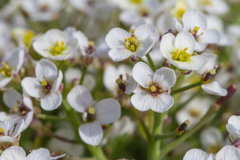 Crambe Flower Seeds