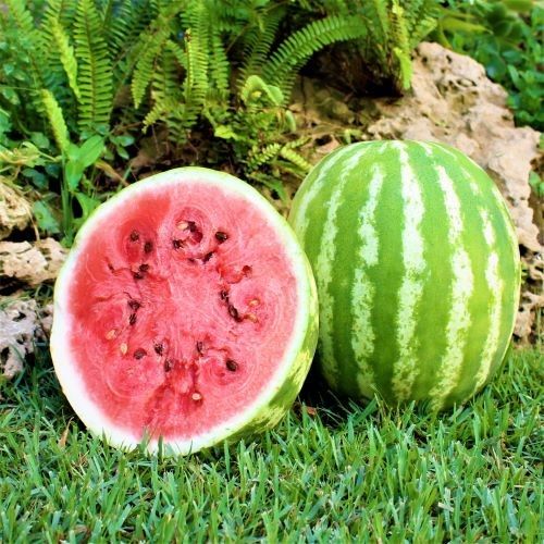triple treat hybrid watermelon extra sweet red seedless watermelons high organic Fruit Seeds organic garden seeds