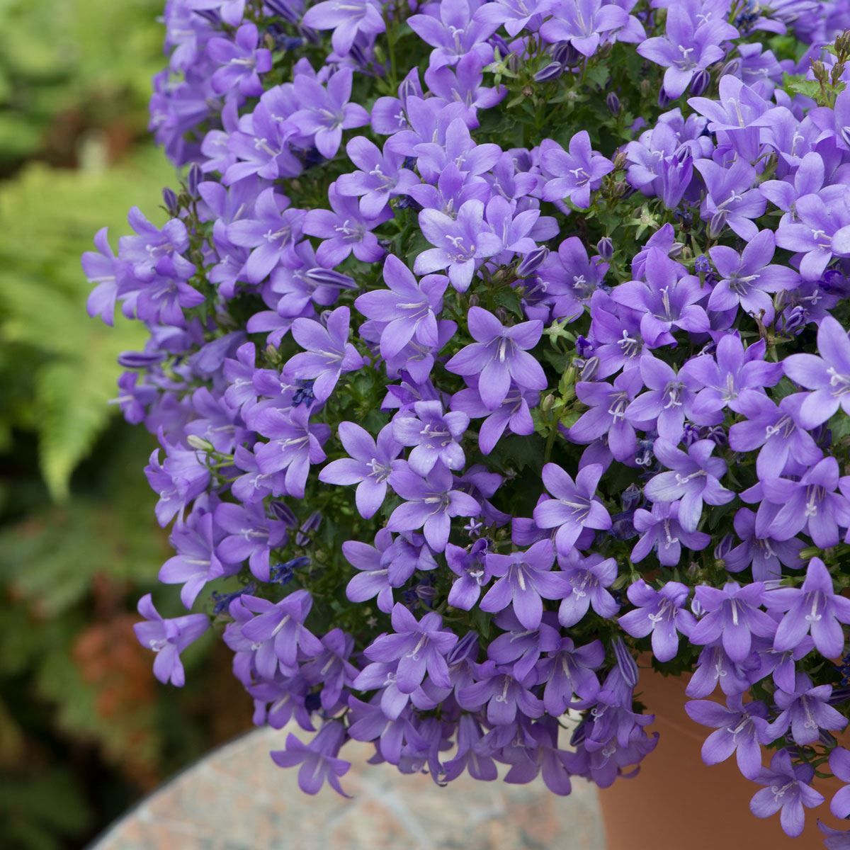 Yellow Candelabra Primrose Flower Seeds Rare Blooming Plants for Balcony and Outdoor - Heirloom Non GMO High Germination