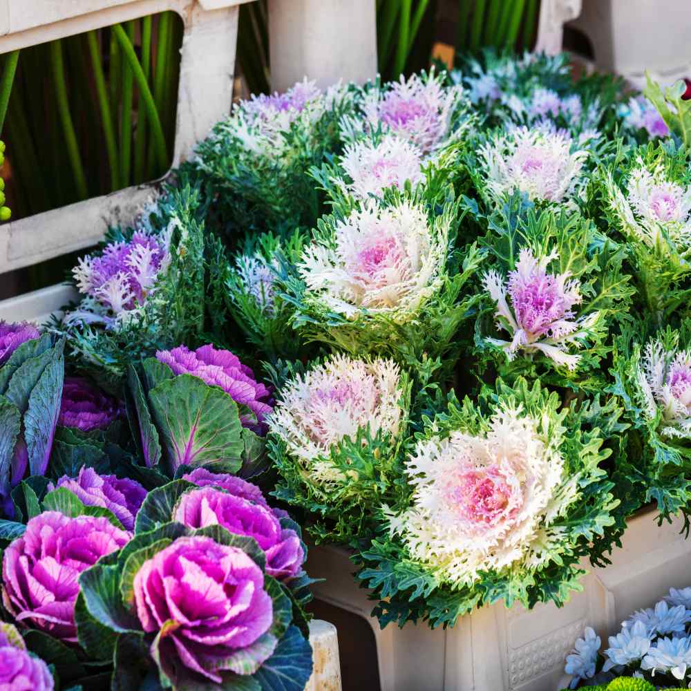 ornamental flowering kale mix decorative leaves seeds