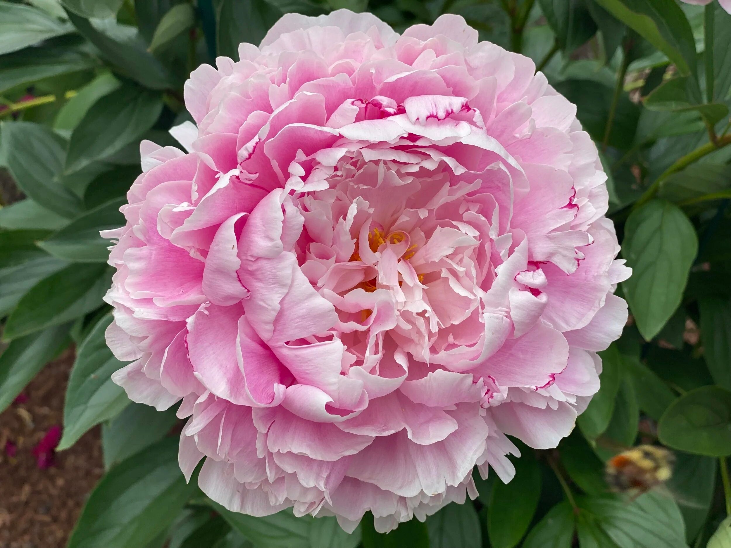 Paeonia Flower Seeds – Exotic Flowering Plants for Vibrant Garden Beauty