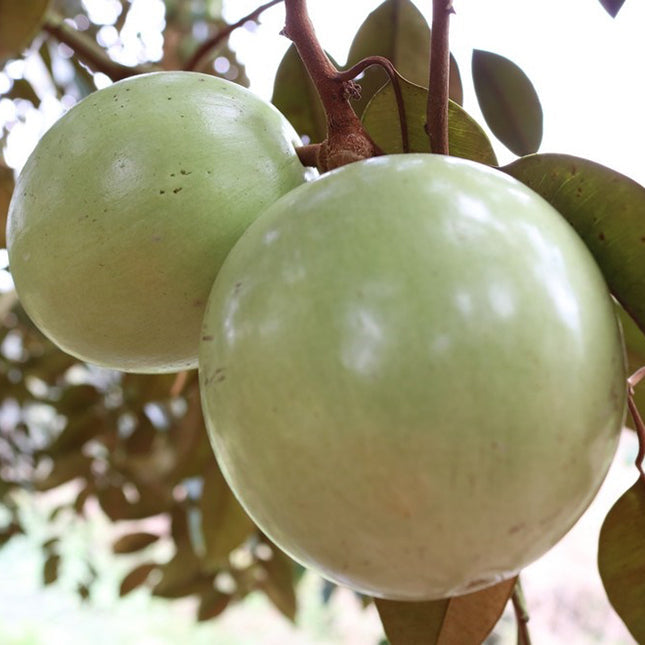 Fresh Vietnam Milk Melon Light Fruit Seeds