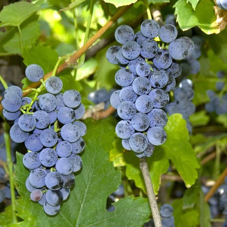 vitis riparia riverbank grape Fruit seeds