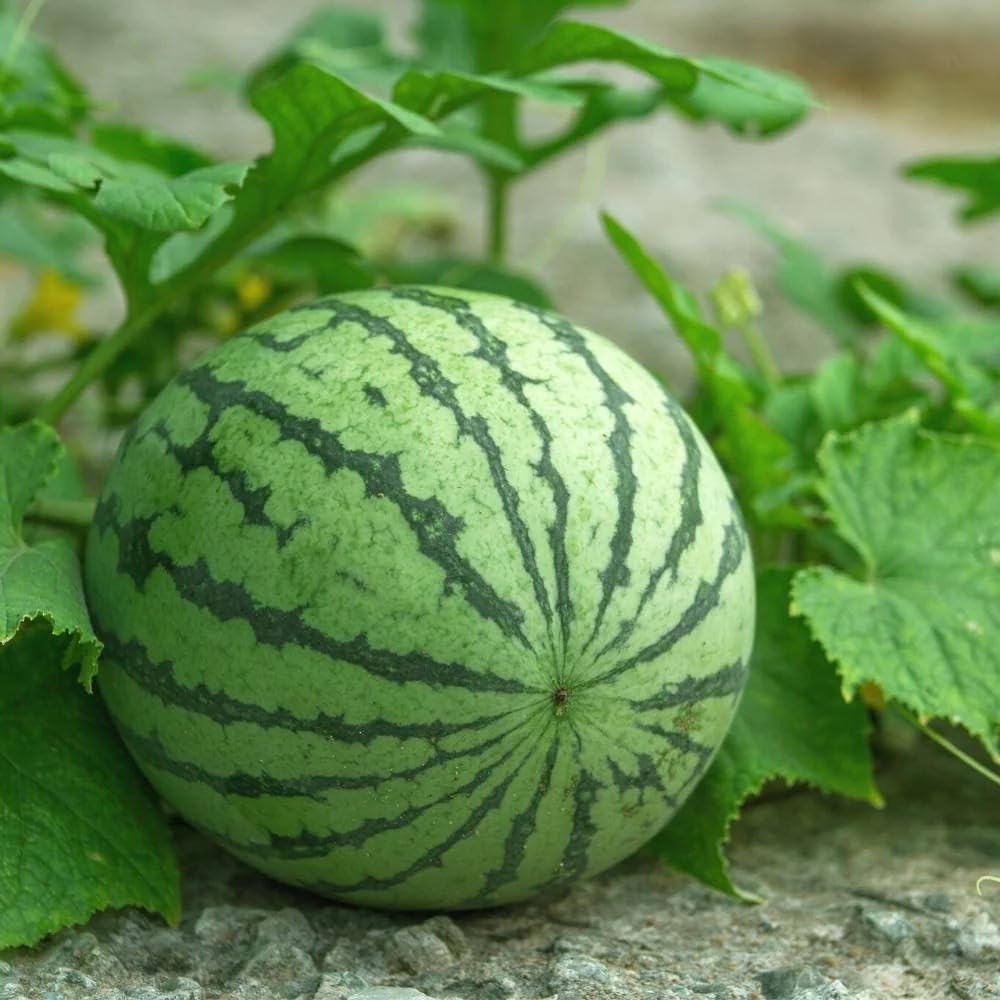 watermelon citrullus lanatus fruit in seeds