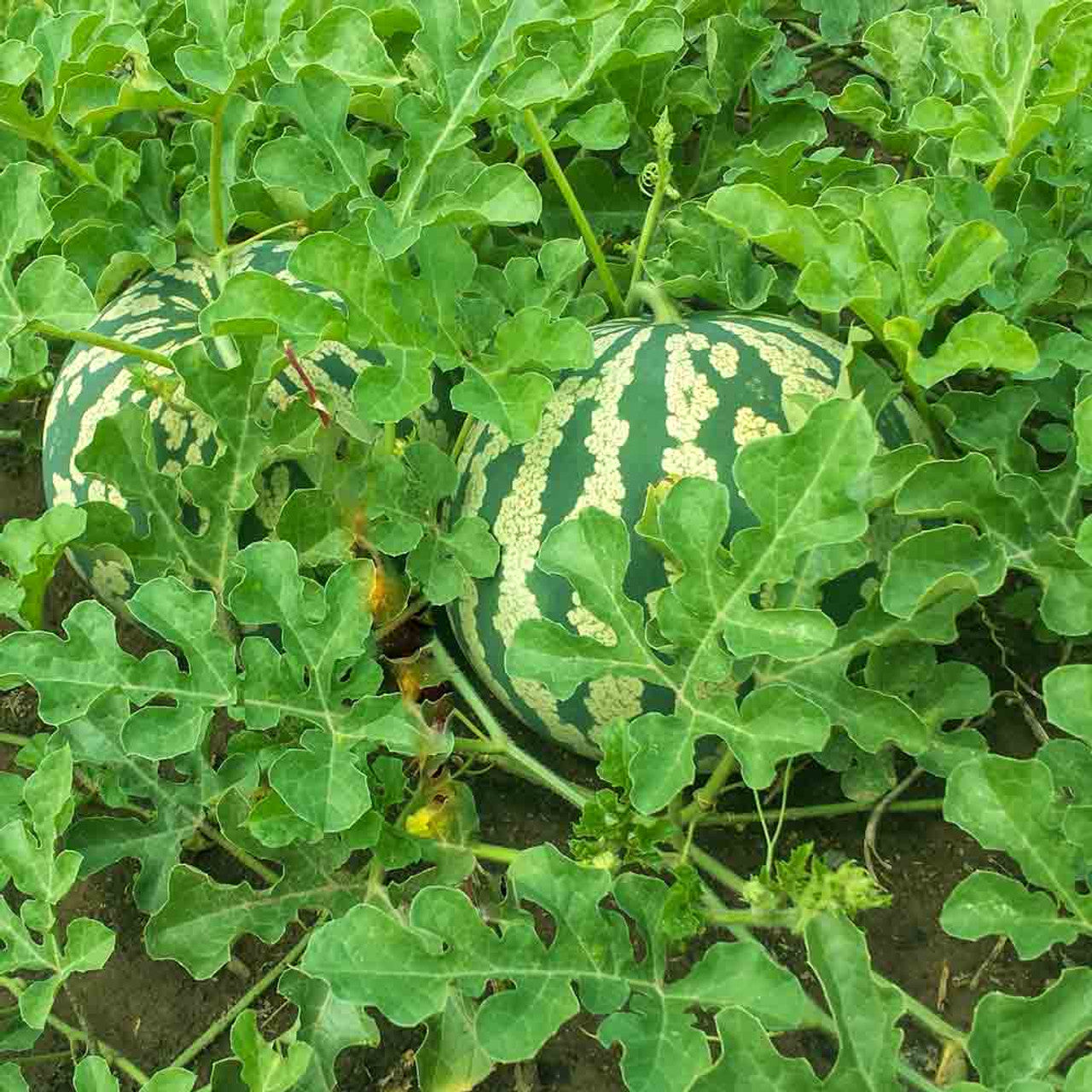 watermelon citrullus lanatus lentyay fruit suitable seeds