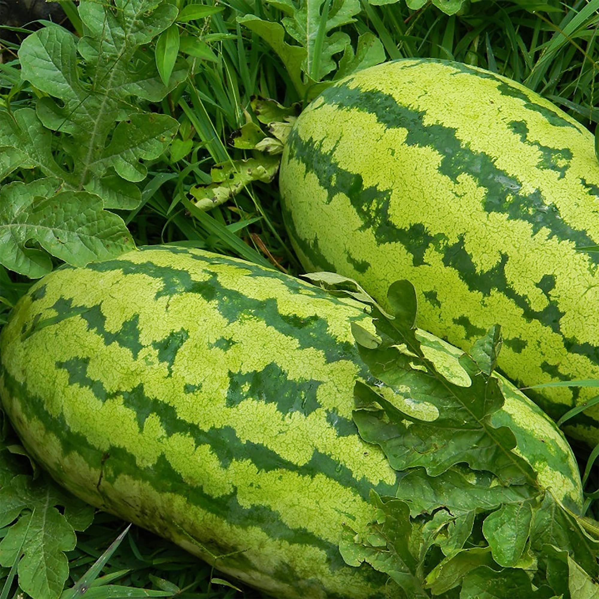 watermelon citrullus lanatus fruit in backyard seeds