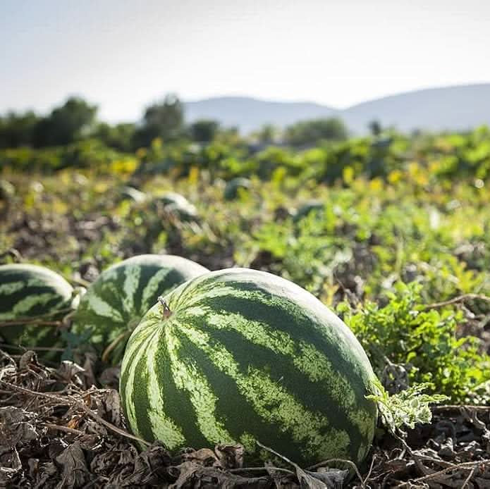 watermelon citrullus lanatus vegetable in kitchen seeds