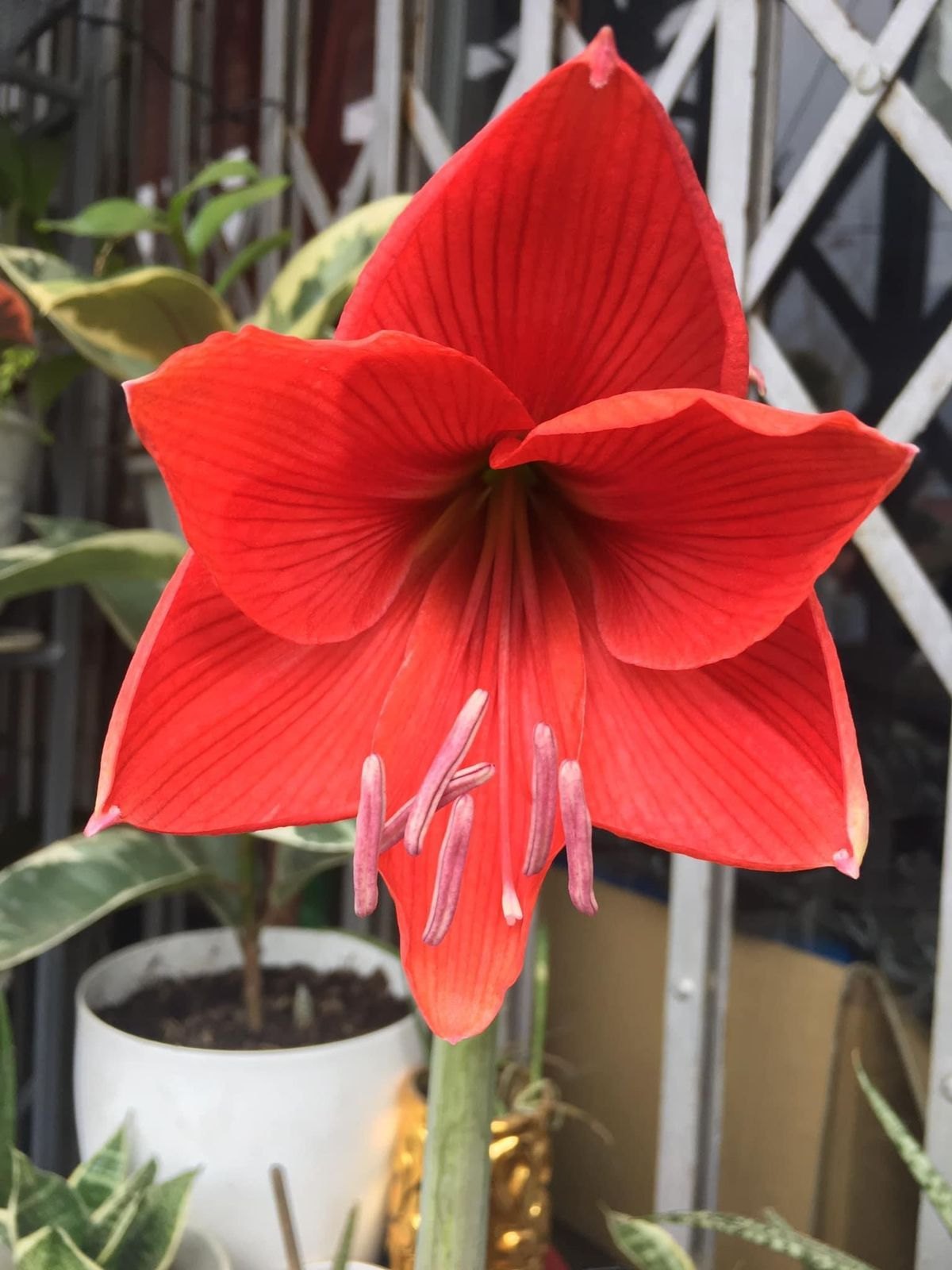 Red Amaryllis Flower Seeds - Heirloom Non GMO High Germination Organic Garden Seeds for Planting
