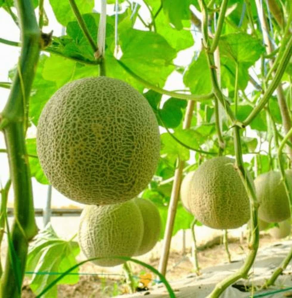 white melon cucumis melo fruit big seeds