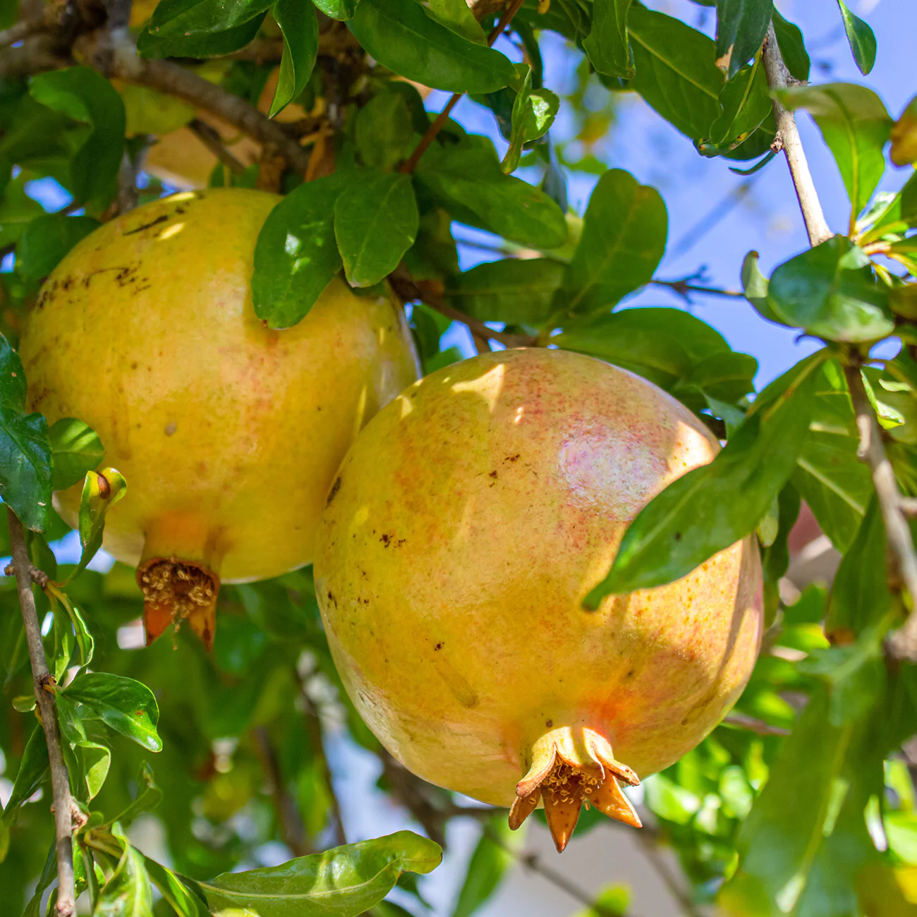 muscat white pomegranate fruit for planting perfect indoor growing rare super soft sweet Fruit seeds