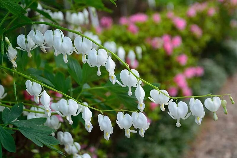 White Dicentra Flowers Seeds