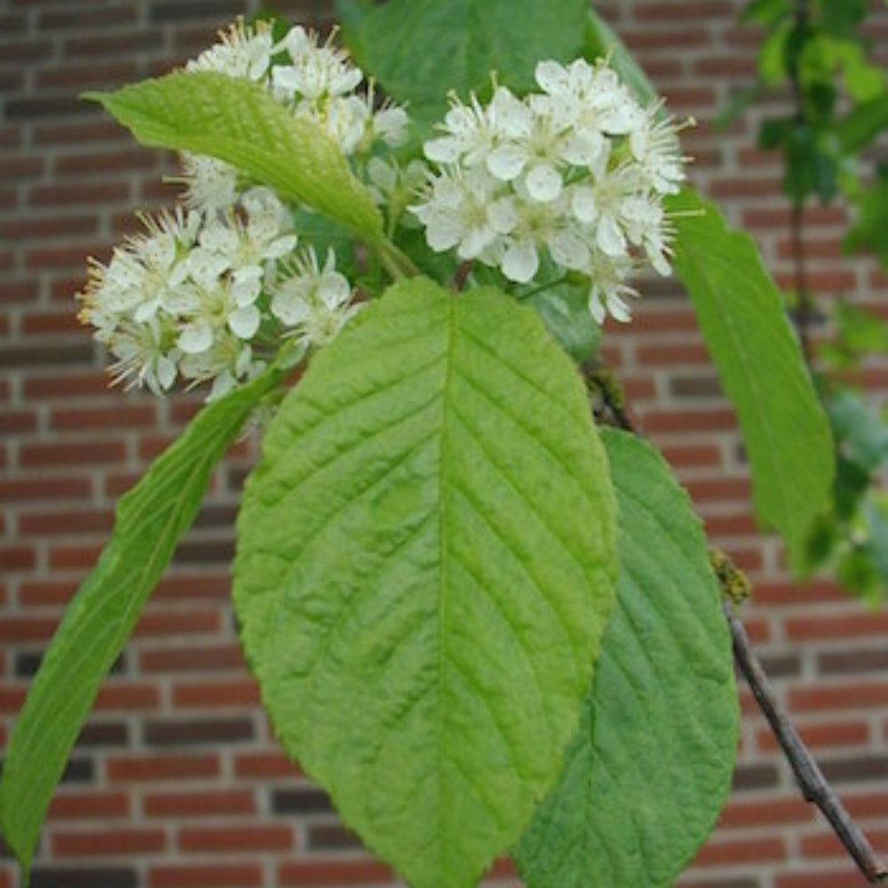 Amur Chokecherry Prunus Maackii Tree