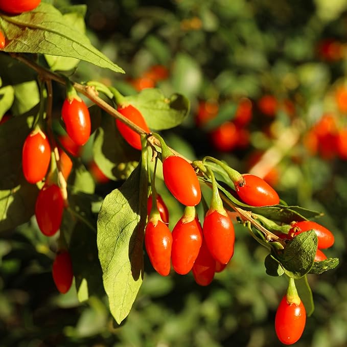 wolfberry lycium barbarum fruit suitable edible seeds