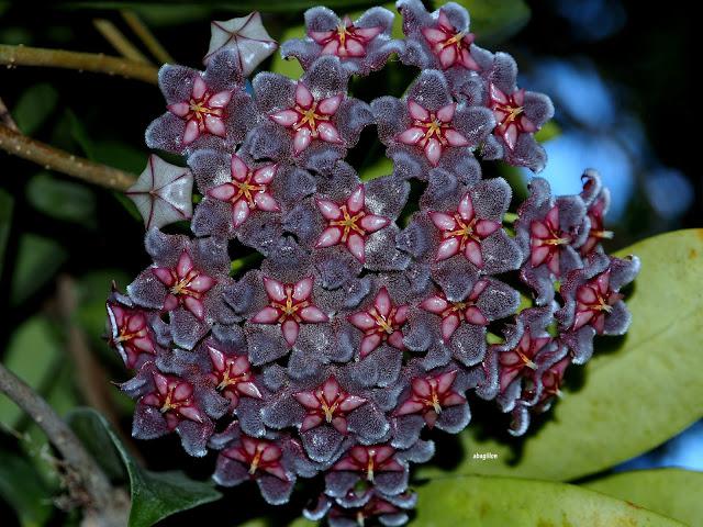 Black Hoya Flower Seeds