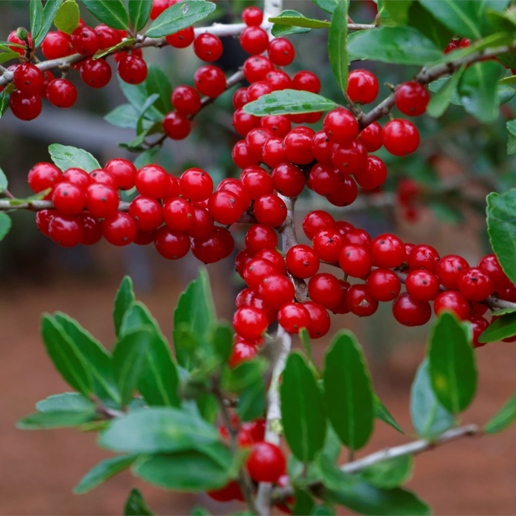 green yaupon Fruit seeds