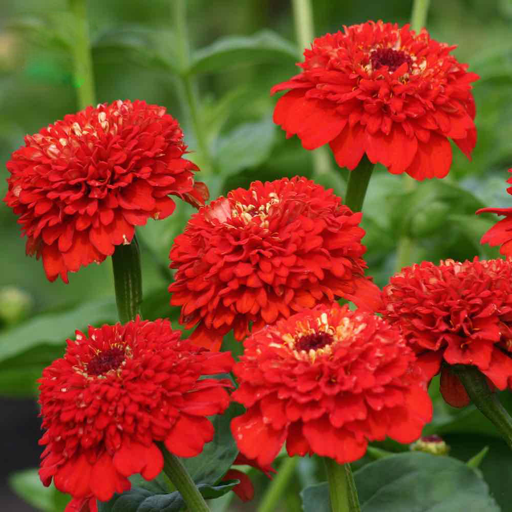 Red Zinnia Flower Seeds - Heirloom Non GMO High Germination Garden Planting Seeds
